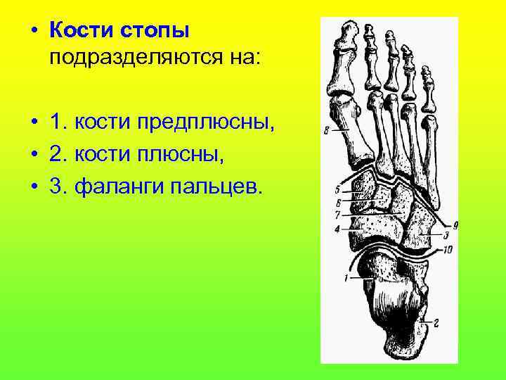  • Кости стопы подразделяются на: • 1. кости предплюсны, • 2. кости плюсны,