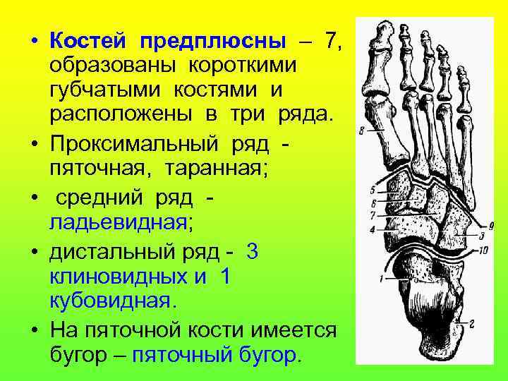  • Костей предплюсны – 7, образованы короткими губчатыми костями и расположены в три