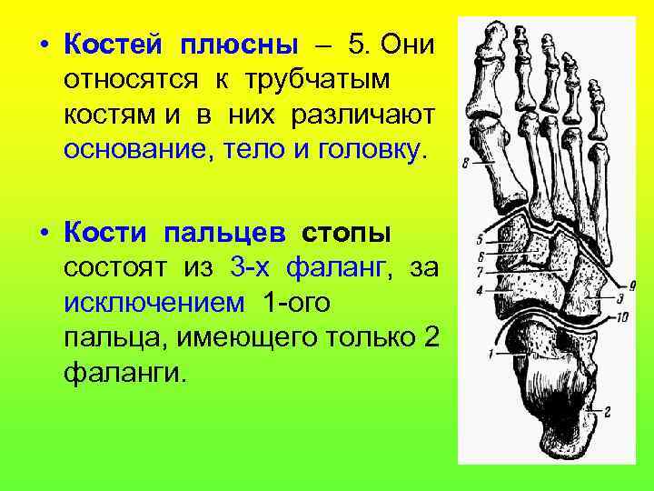  • Костей плюсны – 5. Они относятся к трубчатым костям и в них
