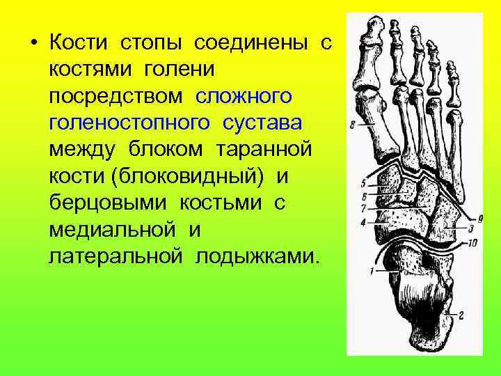  • Кости стопы соединены с костями голени посредством сложного голеностопного сустава между блоком