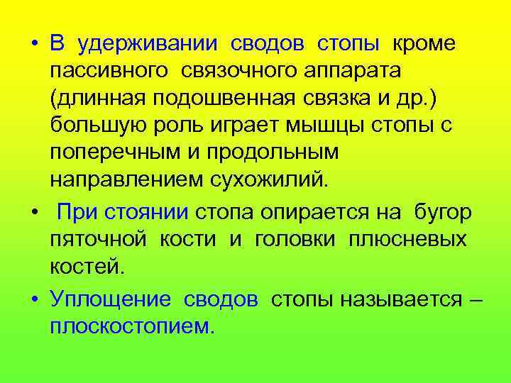  • В удерживании сводов стопы кроме пассивного связочного аппарата (длинная подошвенная связка и