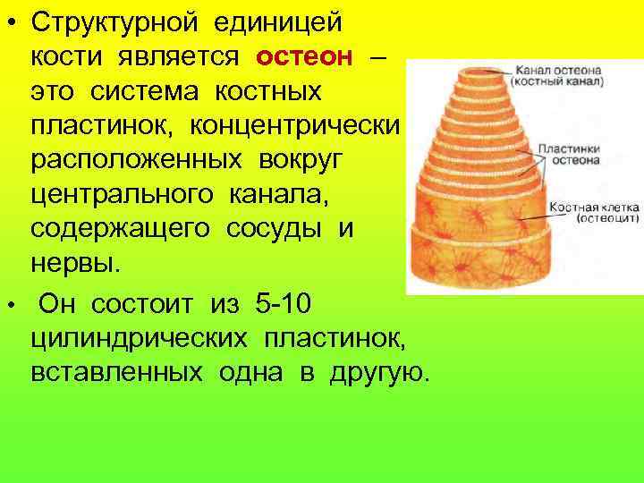 • Структурной единицей кости является остеон – это система костных пластинок, концентрически расположенных