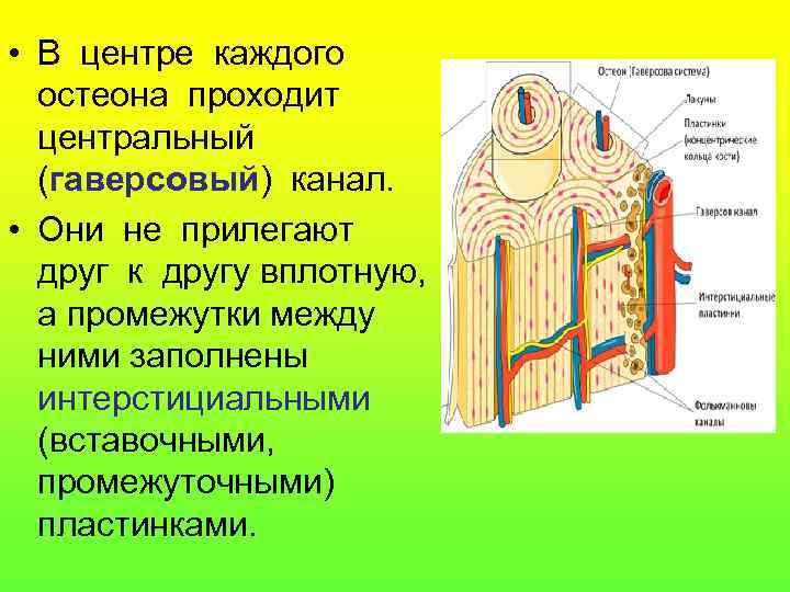  • В центре каждого остеона проходит центральный (гаверсовый) канал. • Они не прилегают