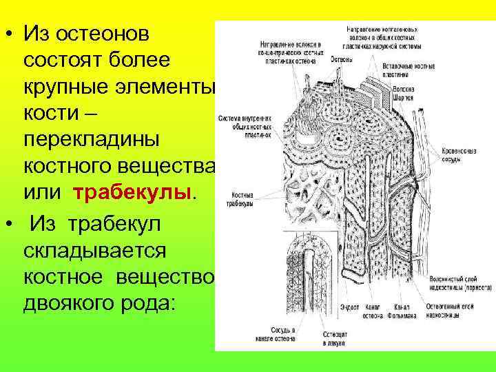  • Из остеонов состоят более крупные элементы кости – перекладины костного вещества или