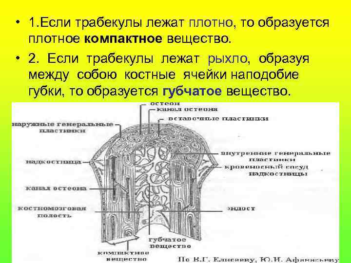  • 1. Если трабекулы лежат плотно, то образуется плотное компактное вещество. • 2.