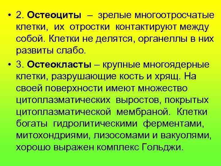  • 2. Остеоциты – зрелые многоотросчатые клетки, их отростки контактируют между собой. Клетки