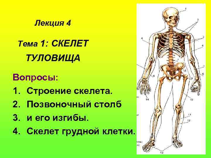 Лекция 4 Тема 1: СКЕЛЕТ ТУЛОВИЩА Вопросы: 1. Строение скелета. 2. Позвоночный столб 3.
