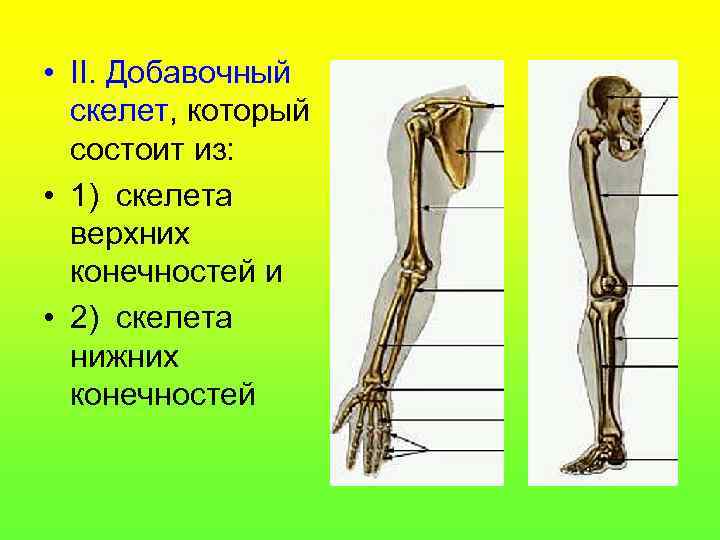  • II. Добавочный скелет, который состоит из: • 1) скелета верхних конечностей и