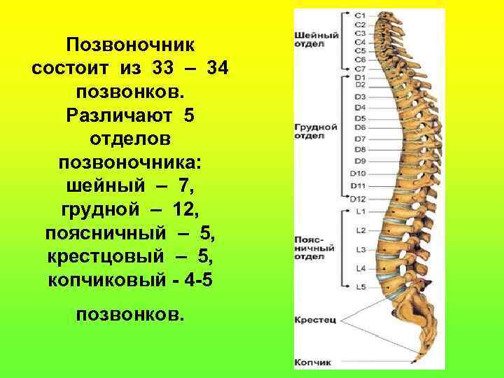 Позвоночник состоит из 33 – 34 позвонков. Различают 5 отделов позвоночника: шейный – 7,