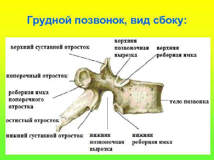 Грудной позвонок, вид сбоку: 