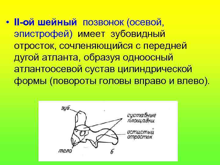 • II-ой шейный позвонок (осевой, эпистрофей) имеет зубовидный отросток, сочленяющийся с передней дугой