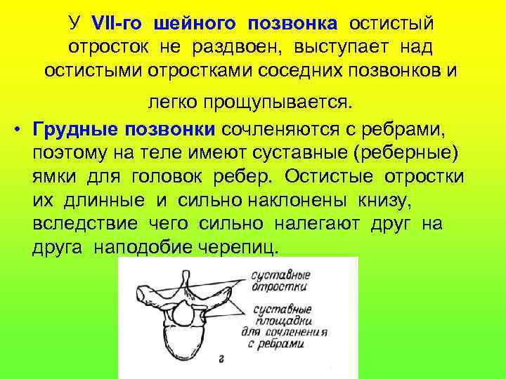 У VII-го шейного позвонка остистый отросток не раздвоен, выступает над остистыми отростками соседних позвонков
