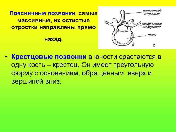 Поясничные позвонки самые массивные, их остистые отростки направлены прямо назад. • Крестцовые позвонки в