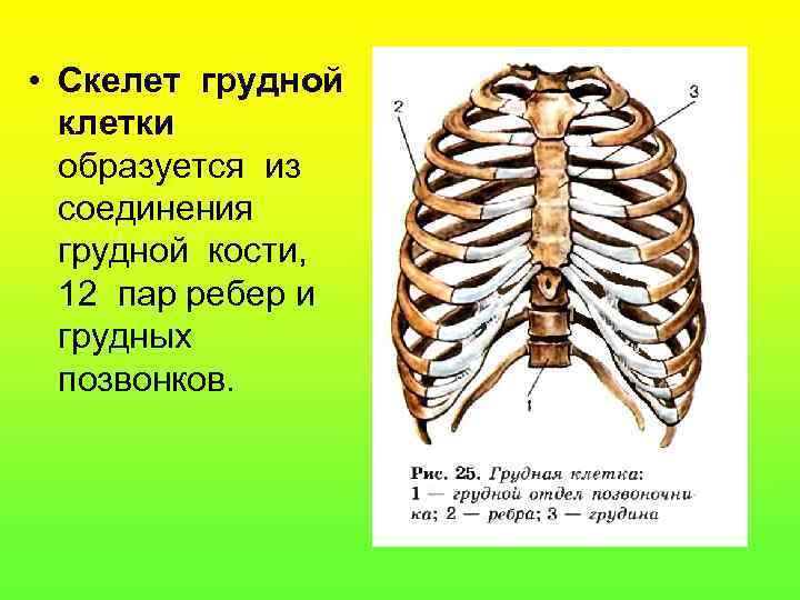  • Скелет грудной клетки образуется из соединения грудной кости, 12 пар ребер и