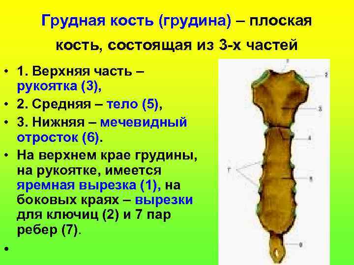 Грудная кость (грудина) – плоская кость, состоящая из 3 -х частей • 1. Верхняя