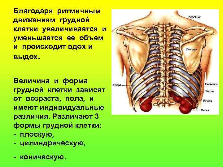 Благодаря ритмичным движениям грудной клетки увеличивается и уменьшается ее объем и происходит вдох и