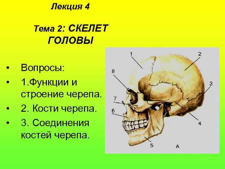 Лекция 4 Тема 2: СКЕЛЕТ ГОЛОВЫ • • Вопросы: 1. Функции и строение черепа.