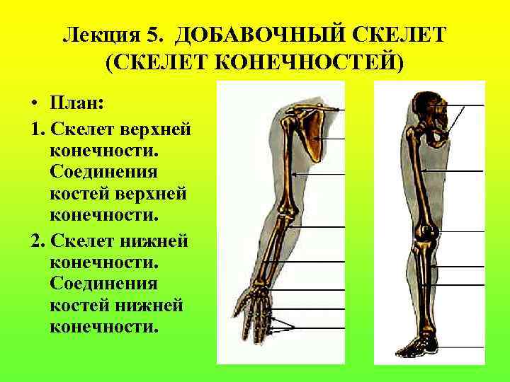 Лекция 5. ДОБАВОЧНЫЙ СКЕЛЕТ (СКЕЛЕТ КОНЕЧНОСТЕЙ) • План: 1. Скелет верхней конечности. Соединения костей