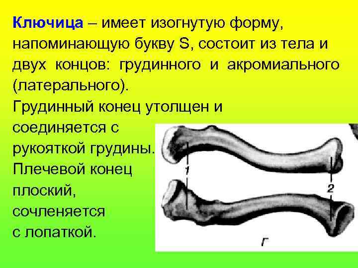 Ключица – имеет изогнутую форму, напоминающую букву S, состоит из тела и двух концов: