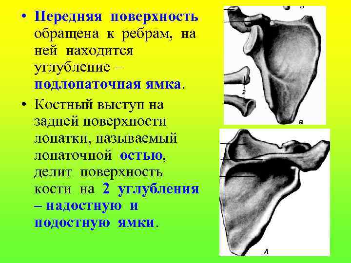  • Передняя поверхность обращена к ребрам, на ней находится углубление – подлопаточная ямка.