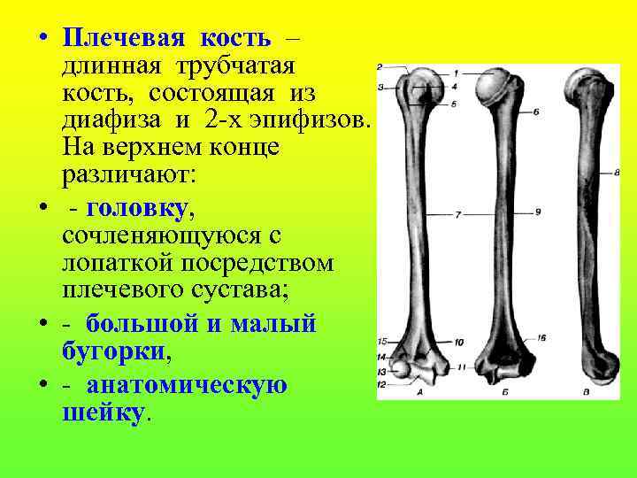  • Плечевая кость – длинная трубчатая кость, состоящая из диафиза и 2 -х