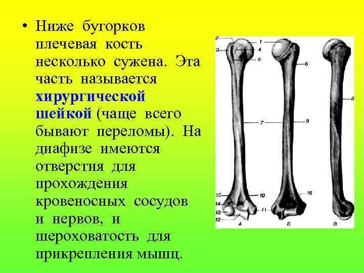  • Ниже бугорков плечевая кость несколько сужена. Эта часть называется хирургической шейкой (чаще