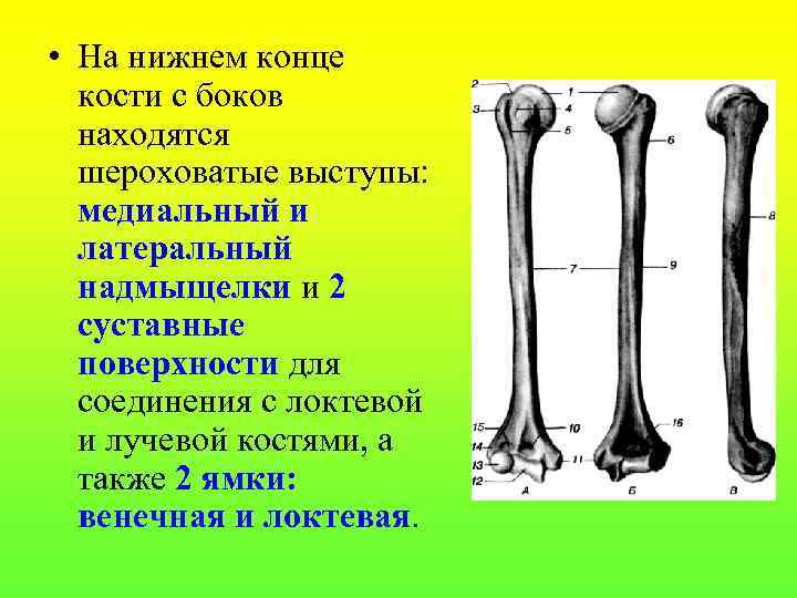  • На нижнем конце кости с боков находятся шероховатые выступы: медиальный и латеральный