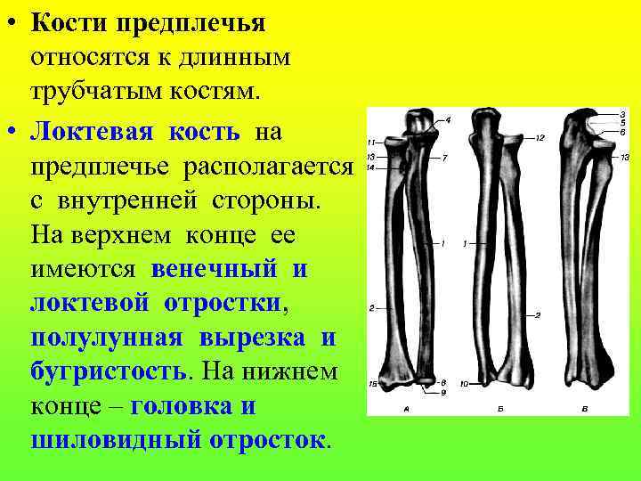  • Кости предплечья относятся к длинным трубчатым костям. • Локтевая кость на предплечье