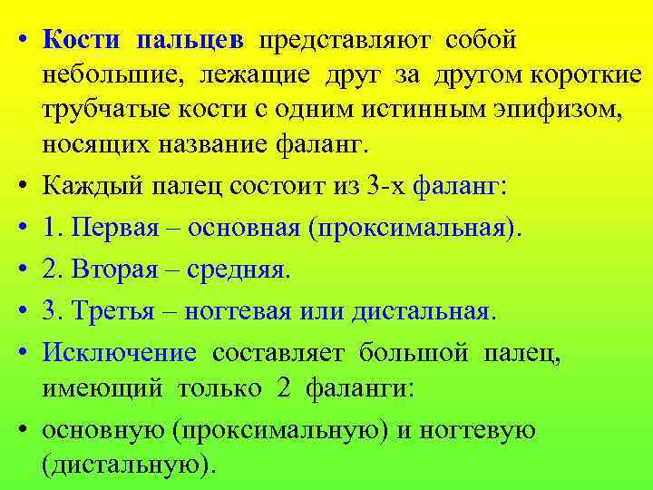  • Кости пальцев представляют собой небольшие, лежащие друг за другом короткие трубчатые кости