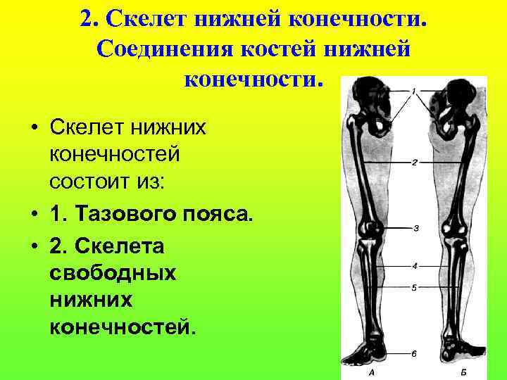 Кости скелета свободных нижних конечностей. Скелет нижних конечностей типы соединения костей. Скелет свободной нижней конечности. Скелет нижних конечностей соединение костей. Соединение скелета нижней конечности.