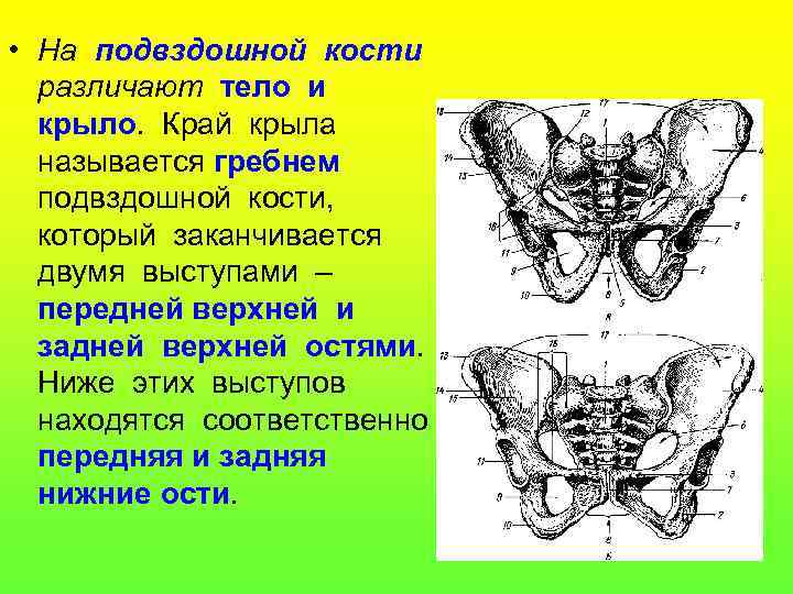  • На подвздошной кости различают тело и крыло. Край крыла называется гребнем подвздошной