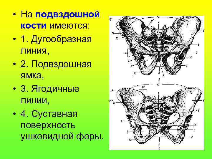  • На подвздошной кости имеются: • 1. Дугообразная линия, • 2. Подвздошная ямка,