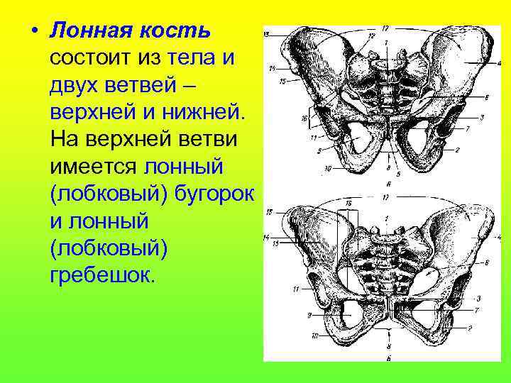 Лонная кость где находится у человека фото