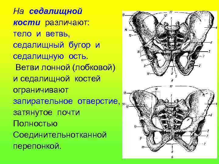 Седалищные бугры где находятся фото