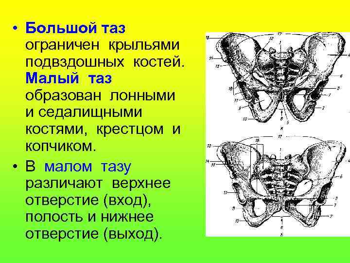  • Большой таз ограничен крыльями подвздошных костей. Малый таз образован лонными и седалищными