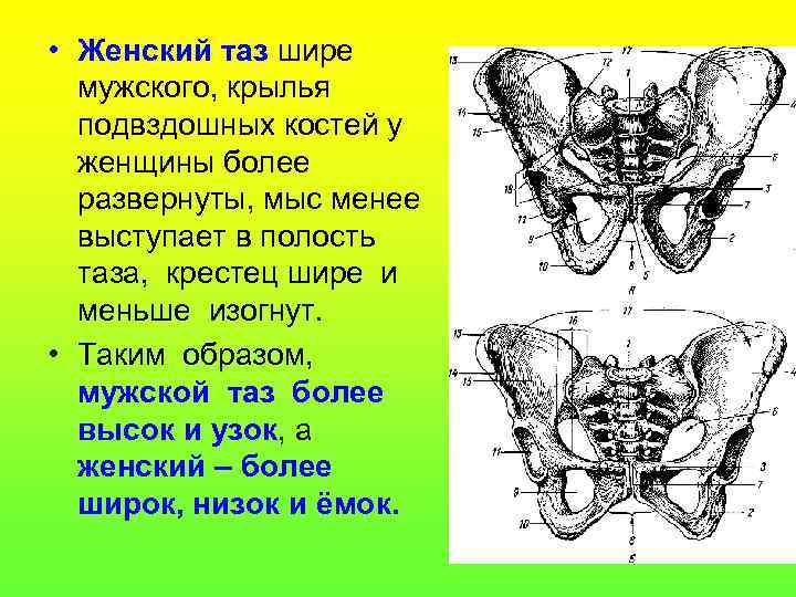  • Женский таз шире мужского, крылья подвздошных костей у женщины более развернуты, мыс
