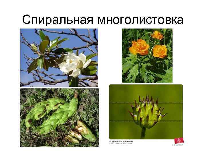 Спиральная многолистовка 