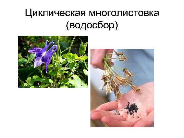 Циклическая многолистовка (водосбор) 