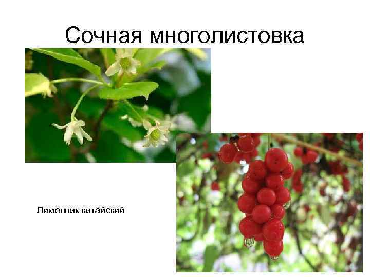 Плод листовка рисунок