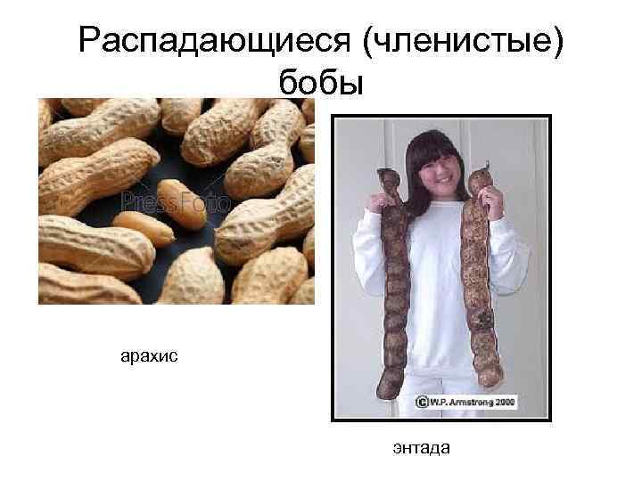 Распадающиеся (членистые) бобы арахис энтада 