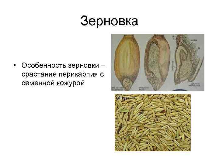 Зерновка • Особенность зерновки – срастание перикарпия с семенной кожурой 