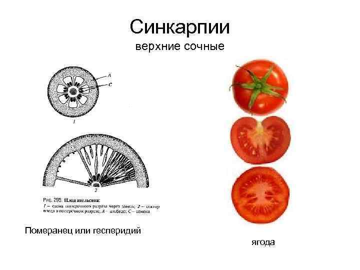 Померанец плод рисунок