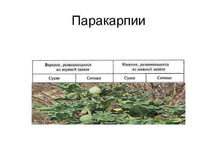 Паракарпии 