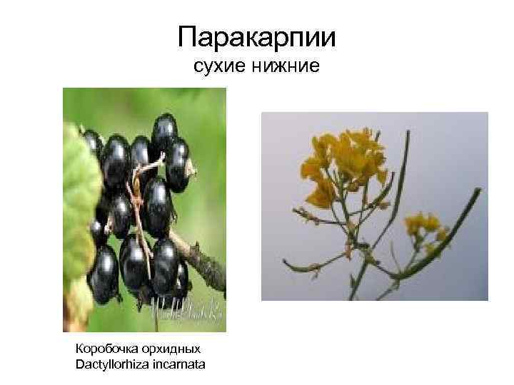 Паракарпии сухие нижние Коробочка орхидных Dactyllorhiza incarnata 
