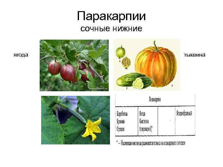 Паракарпии сочные нижние ягода тыквина 