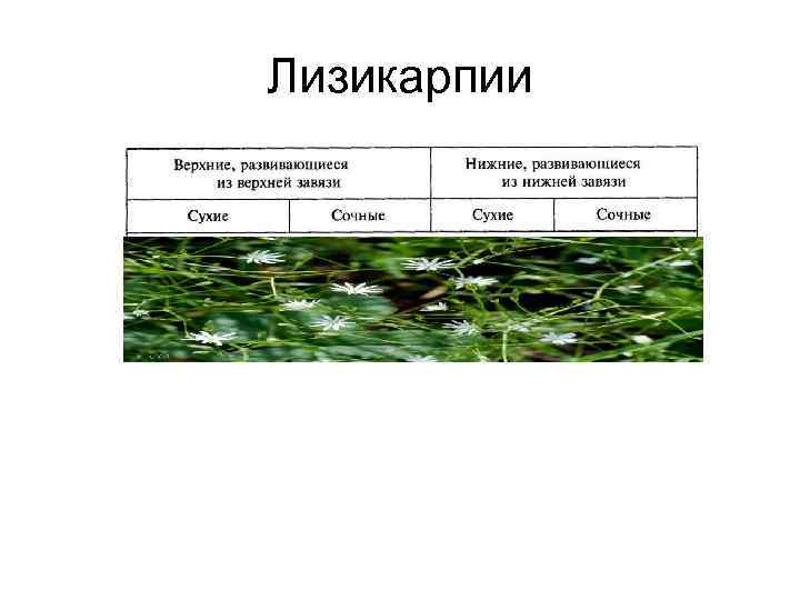 Лизикарпии 