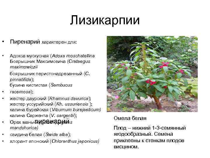 Лизикарпии • Пиренарий характерен для: • • • Адокса мускусная (Adoxa moschatellina Боярышник Максимовича