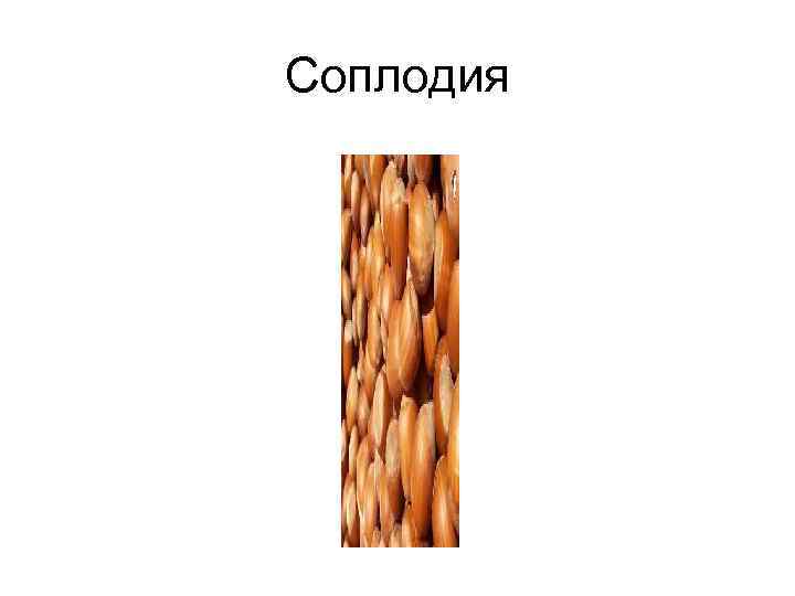 Соплодия 