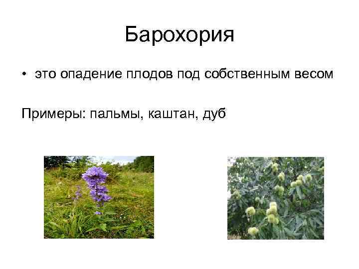 Барохория • это опадение плодов под собственным весом Примеры: пальмы, каштан, дуб 