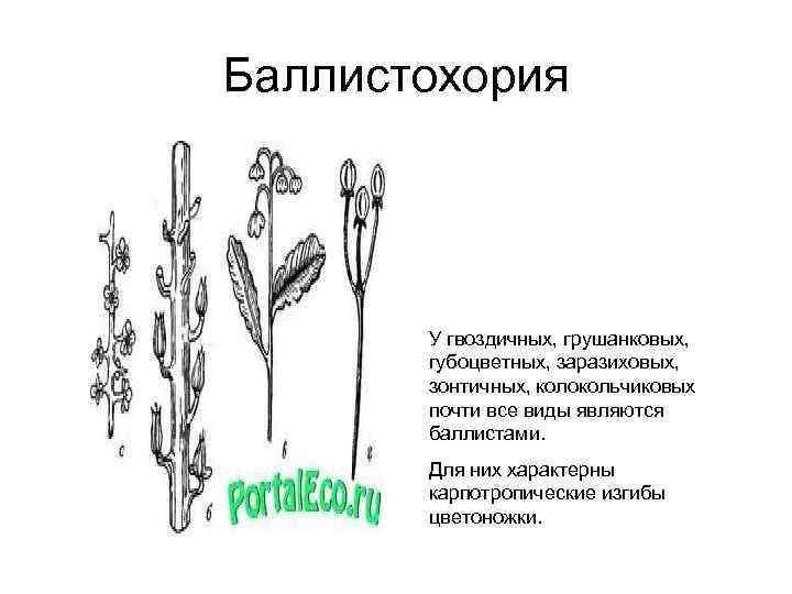 Баллистохория У гвоздичных, грушанковых, губоцветных, заразиховых, зонтичных, колокольчиковых почти все виды являются баллистами. Для